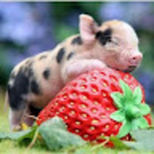 Meet your Posher, Jane